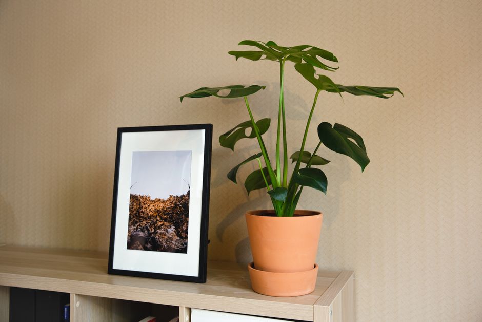 Plante d'intérieur design